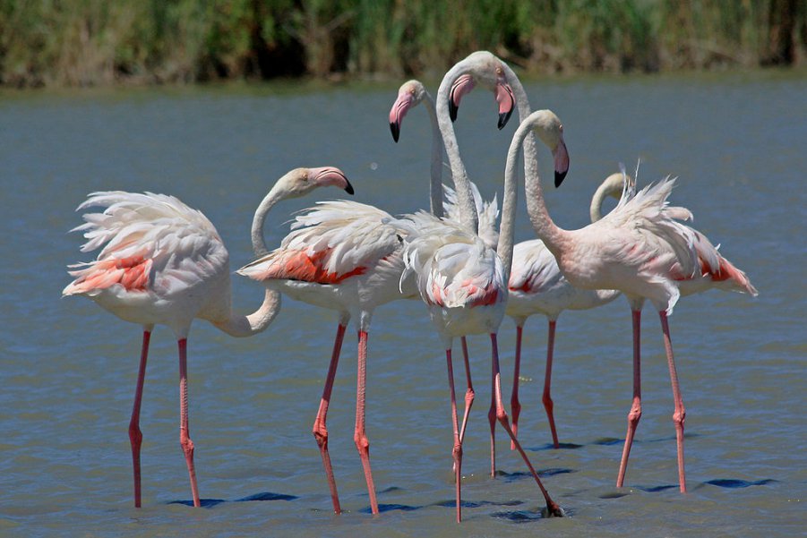 February 2 - World Wetlands Day.